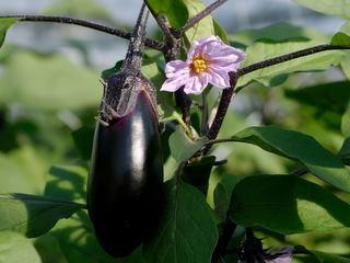 枦山海成段丘：写真2