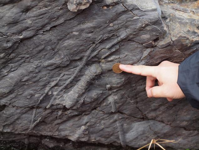 生痕(せいこん)化石：写真2