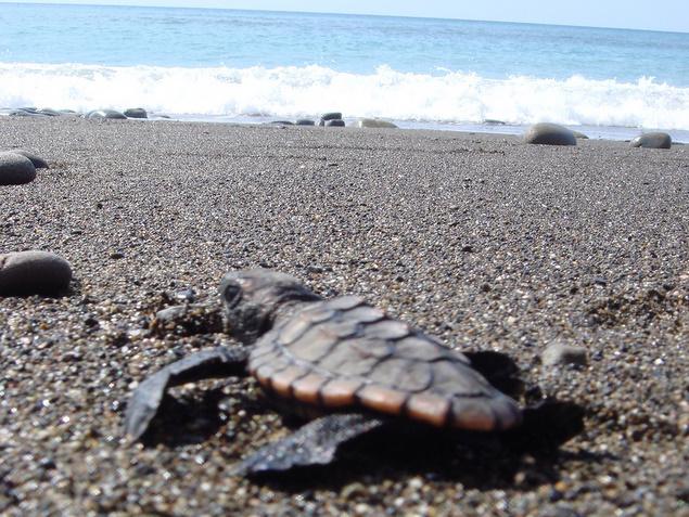 ウミガメ産卵地（奈良師海岸）：写真2