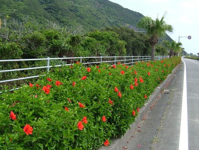 ハイビスカスロード：写真2