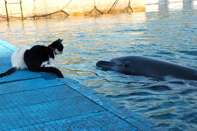 ドルフィンセンター：写真2