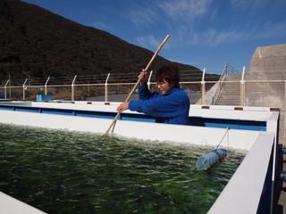 高岡漁港スジアオノリ養殖施設：写真2