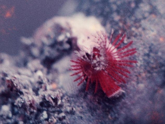 付着した年代が違う ヤッコカンザシ：写真2