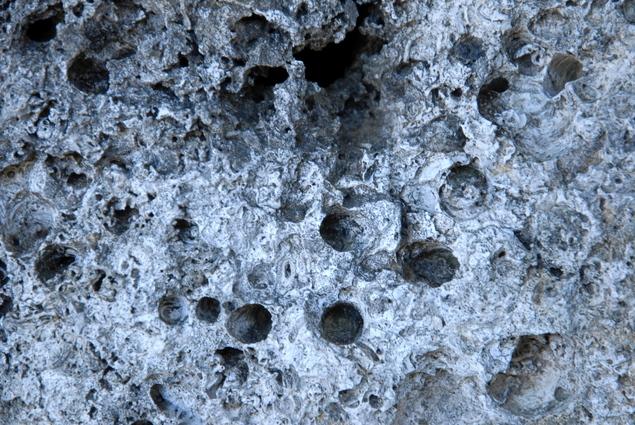 ヤッコカンザシの群体：写真2