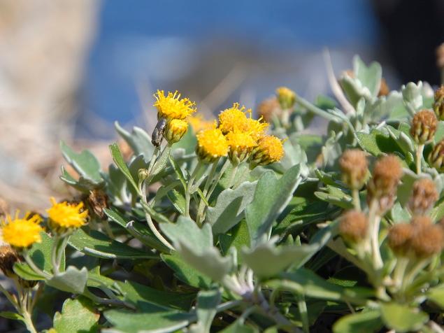 シオギク：写真2