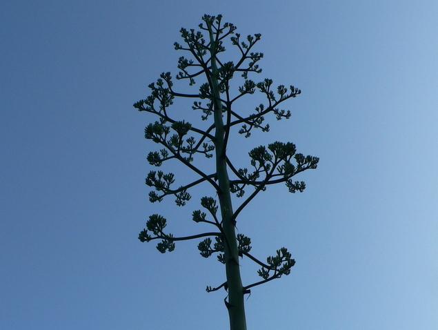 リュウゼツラン：写真2