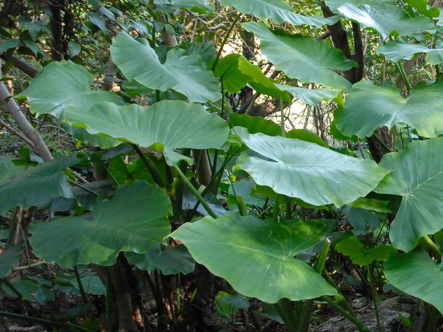 クワズイモ：写真2