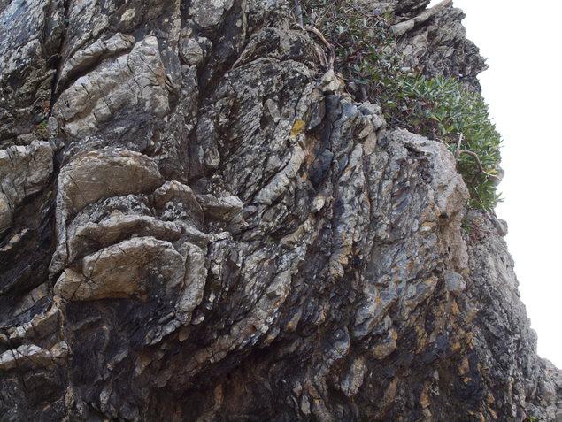 スランプ構造とヤッコカンザシ：写真2