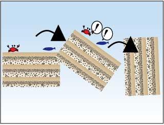 タービダイト層：写真2