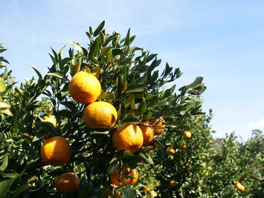 枦山(はぜやま)-西山台地：写真1
