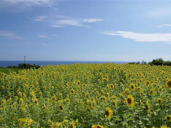 枦山(はぜやま)-西山台地：写真3