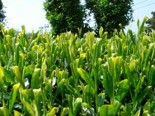 崎山(さきやま)台地：写真2