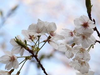 四十寺山(しじゅうじさん)：写真3