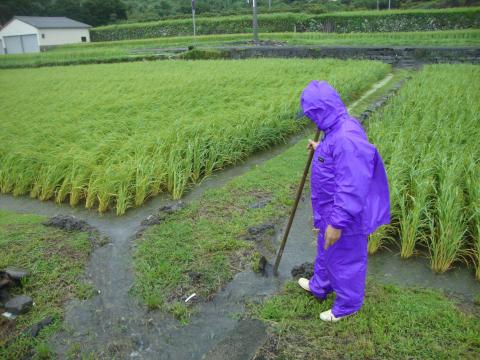 DSC03710_convert_20110719174723 黒耳の水田で