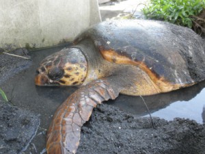 ぐったりした表情のアカウミガメ