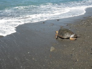 無事に海へ・・・