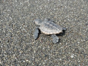 アカウミガメの赤ちゃん