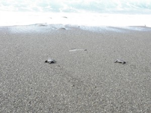 小さな脚をかきわけて大きな海へ