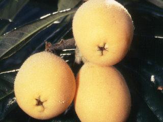 西山海成段丘：写真1