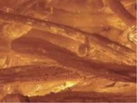 土佐備長炭製炭集落：写真1