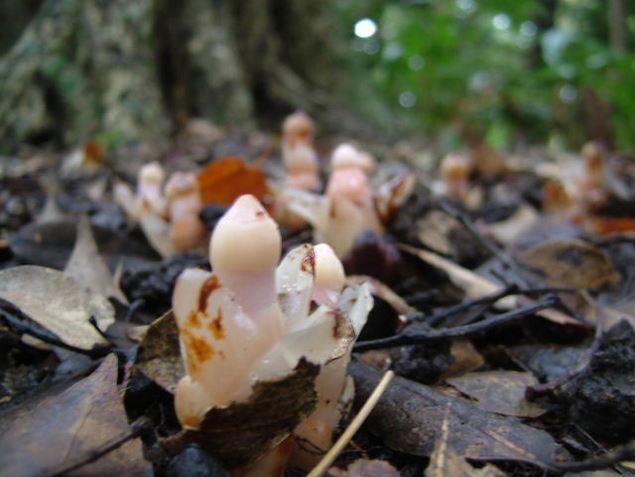 ヤッコソウ：写真1