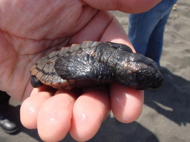 ウミガメ産卵地（奈良師海岸）：写真1