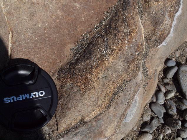 ウミガメ産卵地（元海岸）：写真1