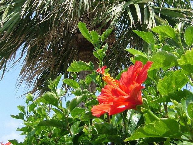 ハイビスカスロード：写真1