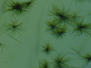 高岡漁港スジアオノリ養殖施設：写真1