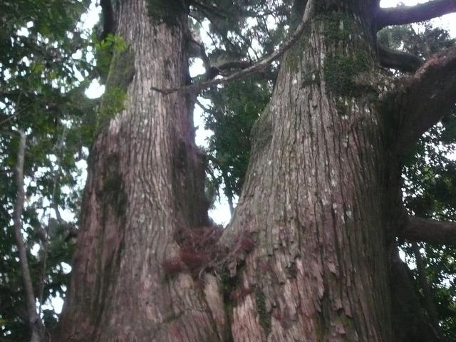 段ノ谷山天然杉群：写真1