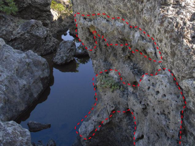 付着した年代が違う ヤッコカンザシ：写真1