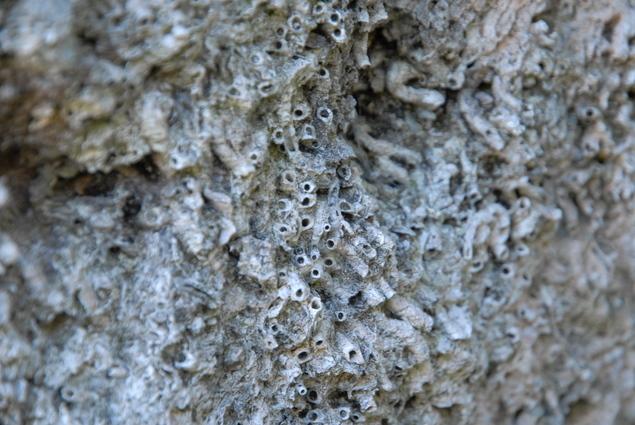 ヤッコカンザシの群体：写真1