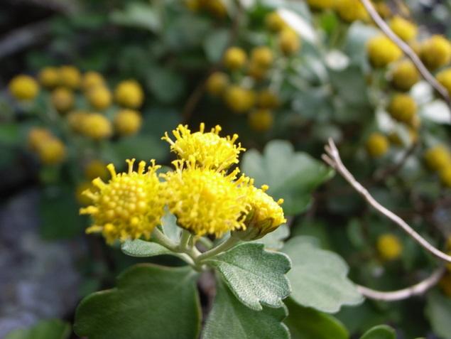 シオギク：写真1