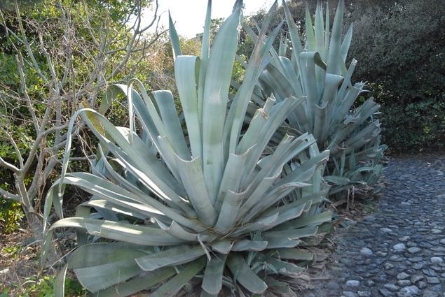 リュウゼツラン：写真1