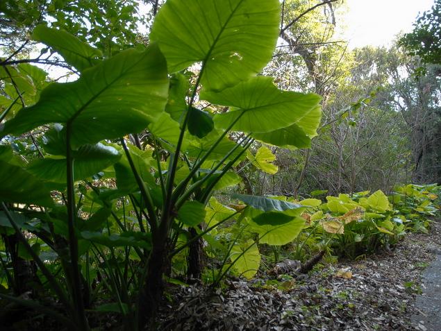 クワズイモ：写真1
