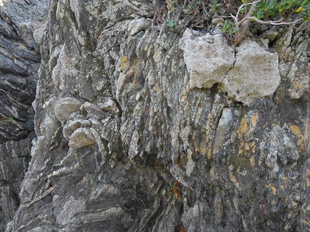 スランプ構造とヤッコカンザシ スランプ構造とヤッコカンザシ:写真1