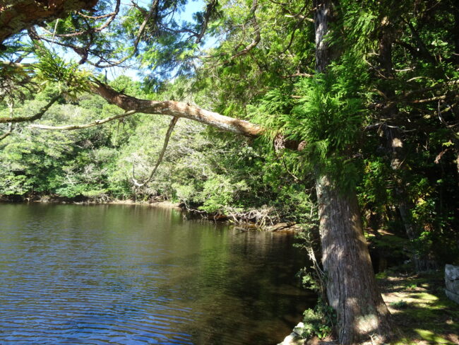 池山神社から見た池山池